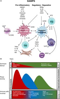 Untangling Local Pro-Inflammatory, Reparative, and Regulatory Damage-Associated Molecular-Patterns (DAMPs) Pathways to Improve Transplant Outcomes